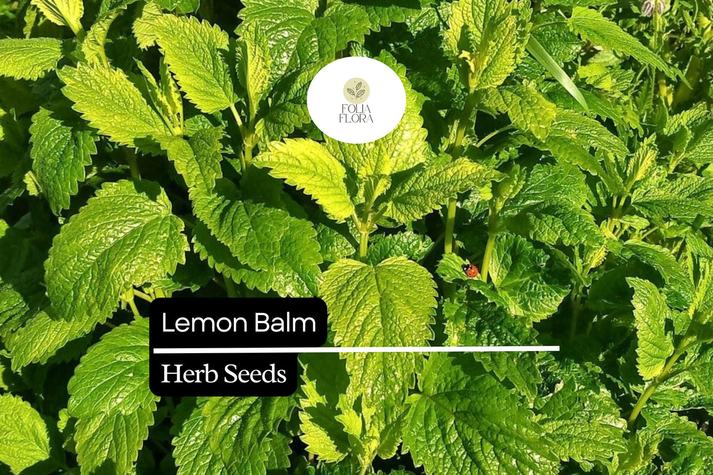 1000 Lemon Balm Seeds – Aromatic Perennial Herb for Tea, Cooking & Pollinator Garden – Melissa officinalis