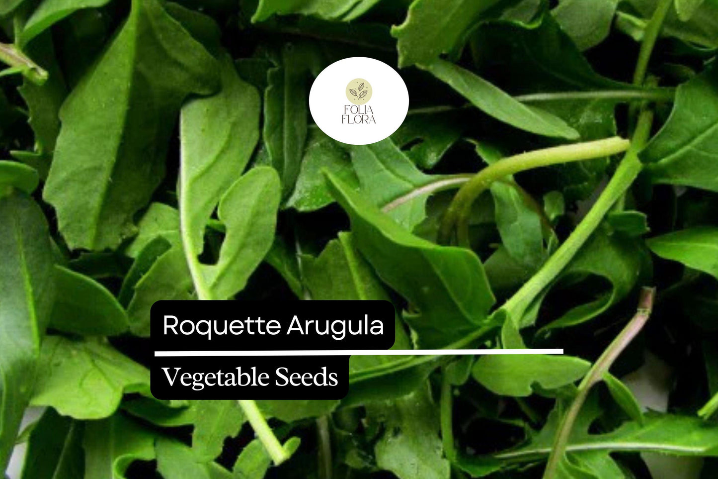 500 Seeds Roquette Arugula (Eruca vesicaria) - Peppery Greens for Salads & Gourmet Dishes, Fast-Growing Leafy Green