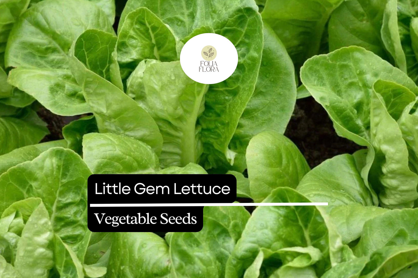 Little Gem Lettuce Seeds - Mini Romaine, Sweet & Crisp Variety, Compact, Container-Friendly, Lactuca sativa