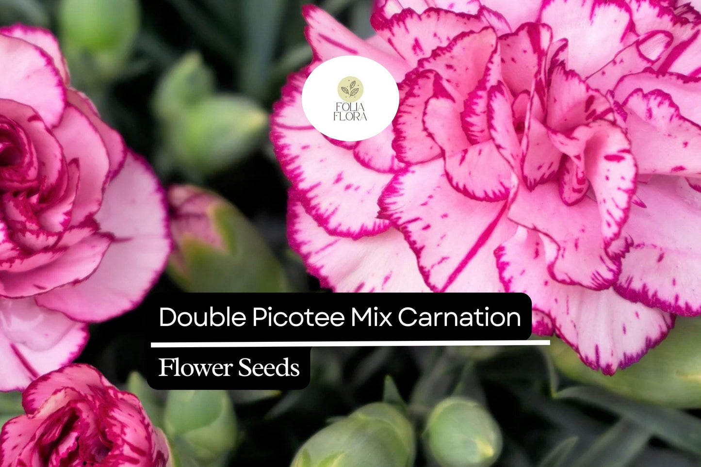 Double Picotee Mix Carnation Flower Bulbs – Fragrant, Multi-Color Edges, Long-Lasting Blooms Dianthus caryophyllus