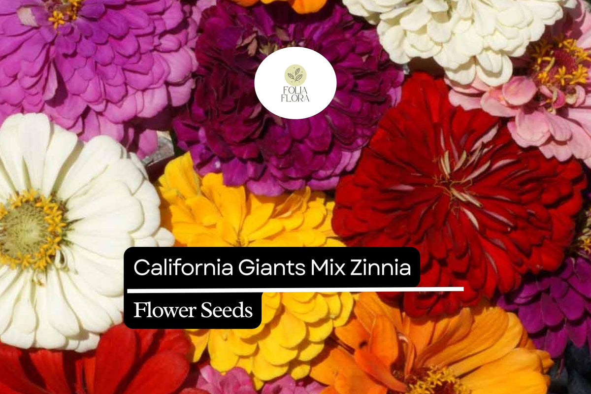 California Giants Mix Zinnia (Zinnia elegans) – Vibrant Blooming Annual, Pollinator-Friendly, Easy-to-Grow Garden Flowers