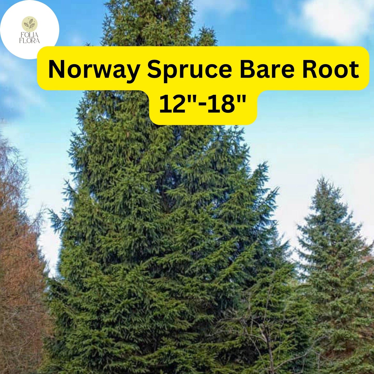 Live Norway Spruce Tree, Bare Root, 12-18 Inches, Picea abies, Evergreen for Privacy, Windbreak & Landscaping