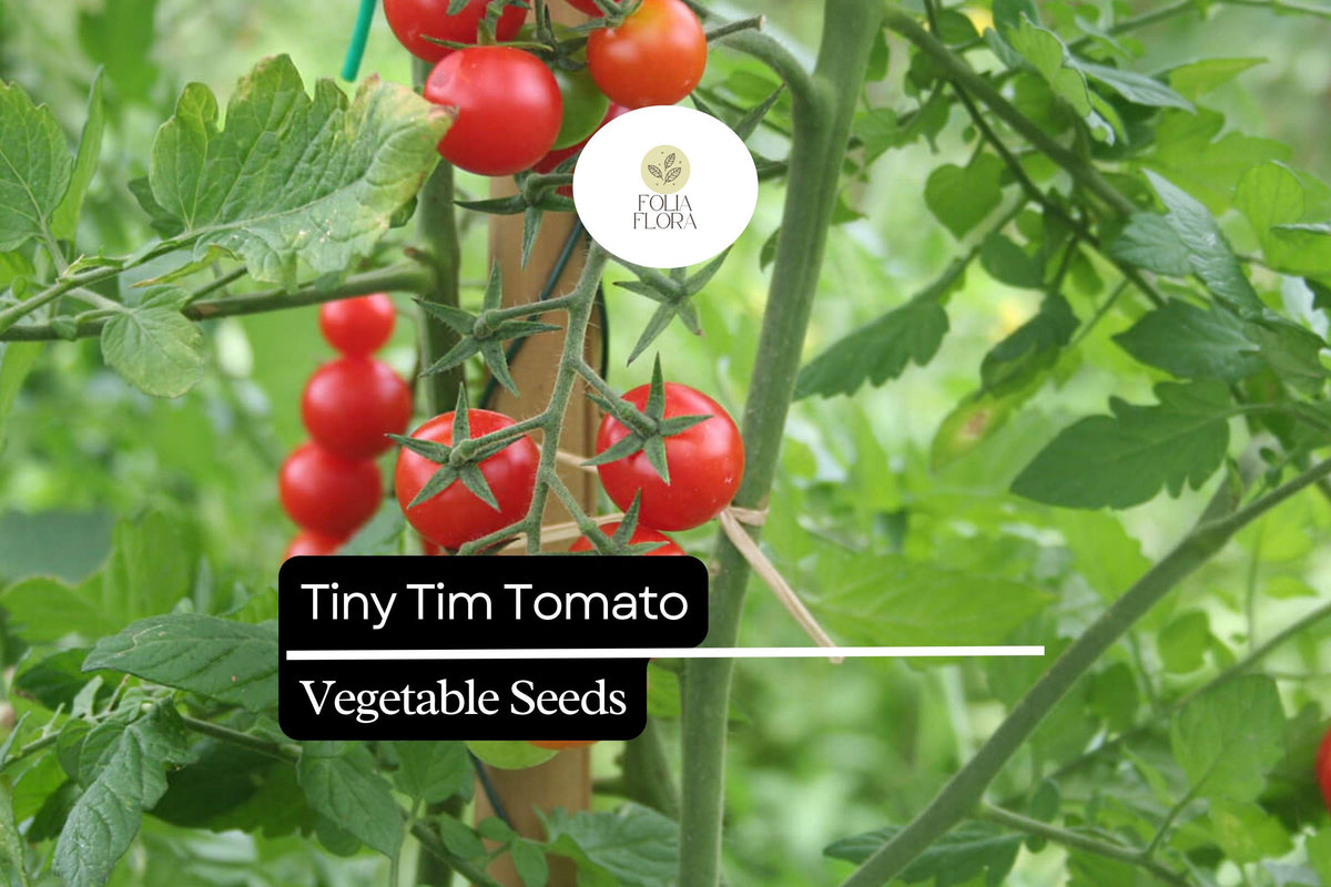 Tiny Tim Tomato Seeds – Dwarf Cherry Variety, Compact, High-Yield, Solanum lycopersicum
