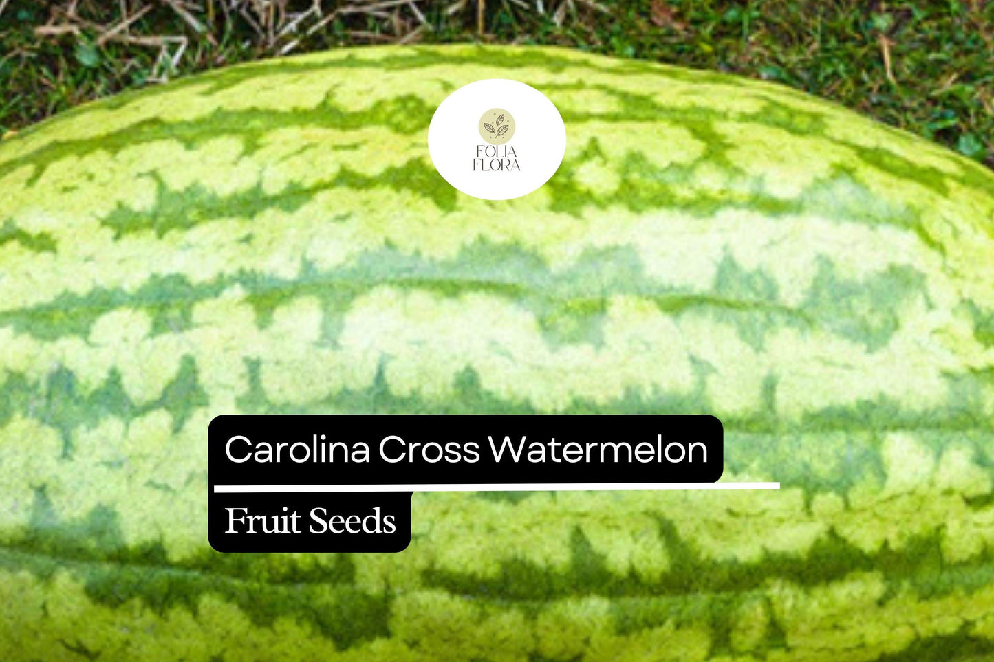 Carolina Cross Watermelon Seeds – Giant Sweet Heirloom Fruit – Citrullus lanatus