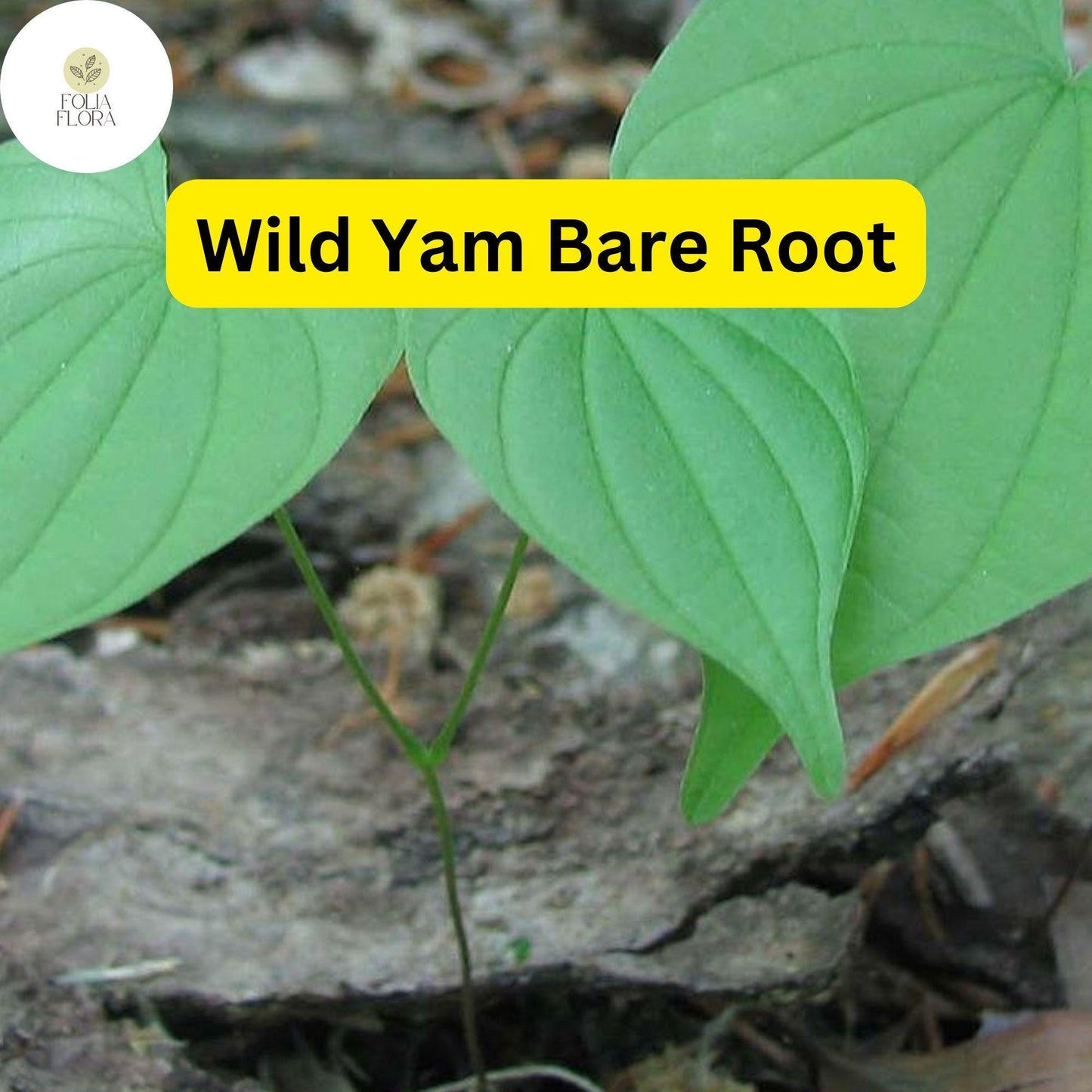 Organic Wild Yam Plants - Bare Root Perennial Vine with Heart-Shaped Leaves, Greenish Flowers, Dioscorea villosa, 5 Pack