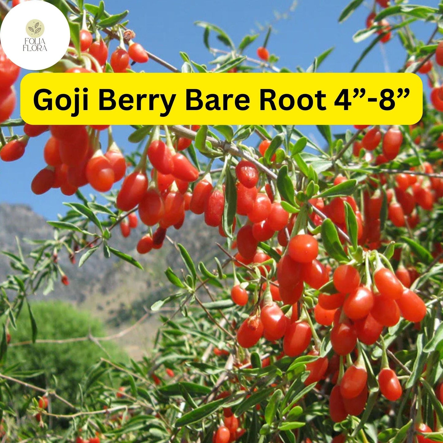 Bare Root Goji Berry Plants – Lycium barbarum, 4-8 Inches, Edible Superfood, Nutrient-Rich Berries, Hardy, Drought-Tolerant