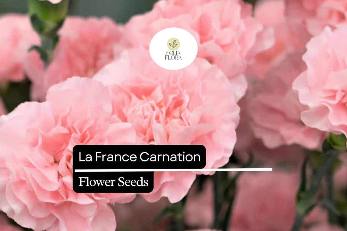 La France Carnation Seeds – Pink Fragrant Blooms, Long-Lasting Flowers, Dianthus caryophyllus, Garden & Cut Flower
