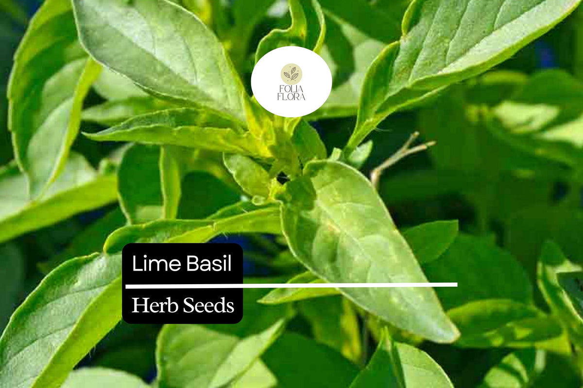 500 Lime Basil Seeds (Ocimum basilicum) – Citrus-Scented Herb for Culinary & Garden Use