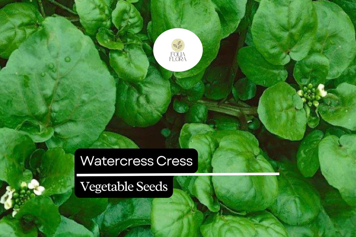 2000 Seeds Watercress Cress Nasturtium officinale Aquatic Green for Salads & Garnishes