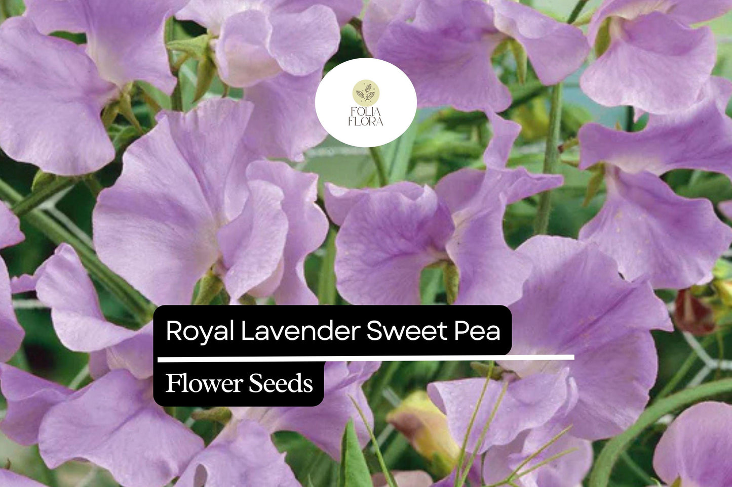 Royal Lavender Sweet Pea Seeds - Fragrant Purple Blooms - Climbing Annual (Lathyrus odoratus) for Gardens, Bouquets & Pollinator Attraction
