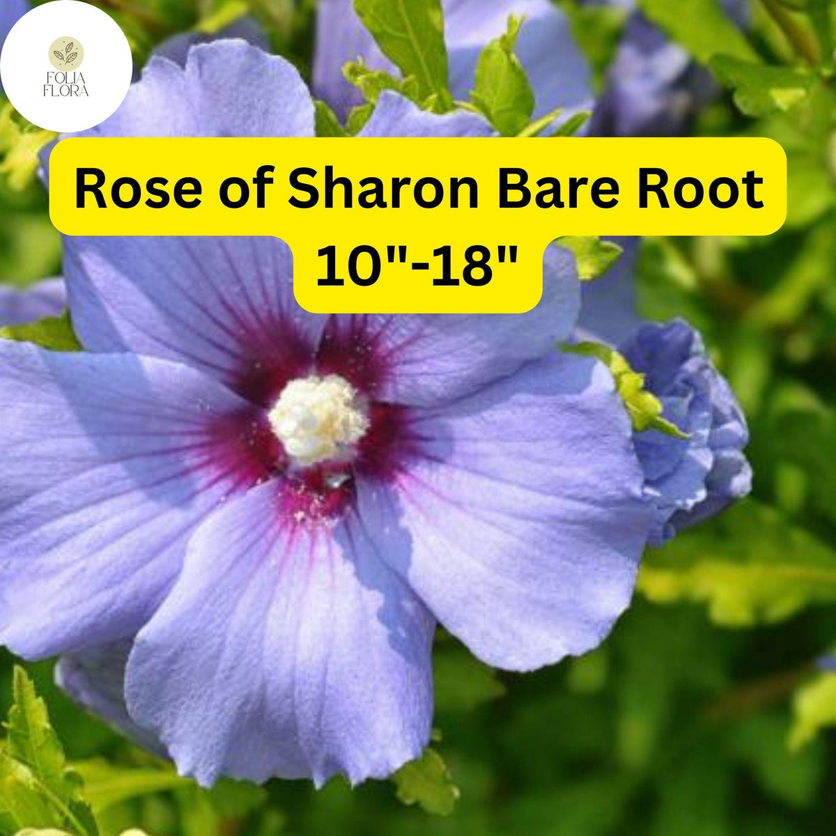 Rose of Sharon Live Plants, Bare Root Shrubs, Hibiscus syriacus, Summer Blooming, Pollinator-Friendly, Hardy Garden Shrubs