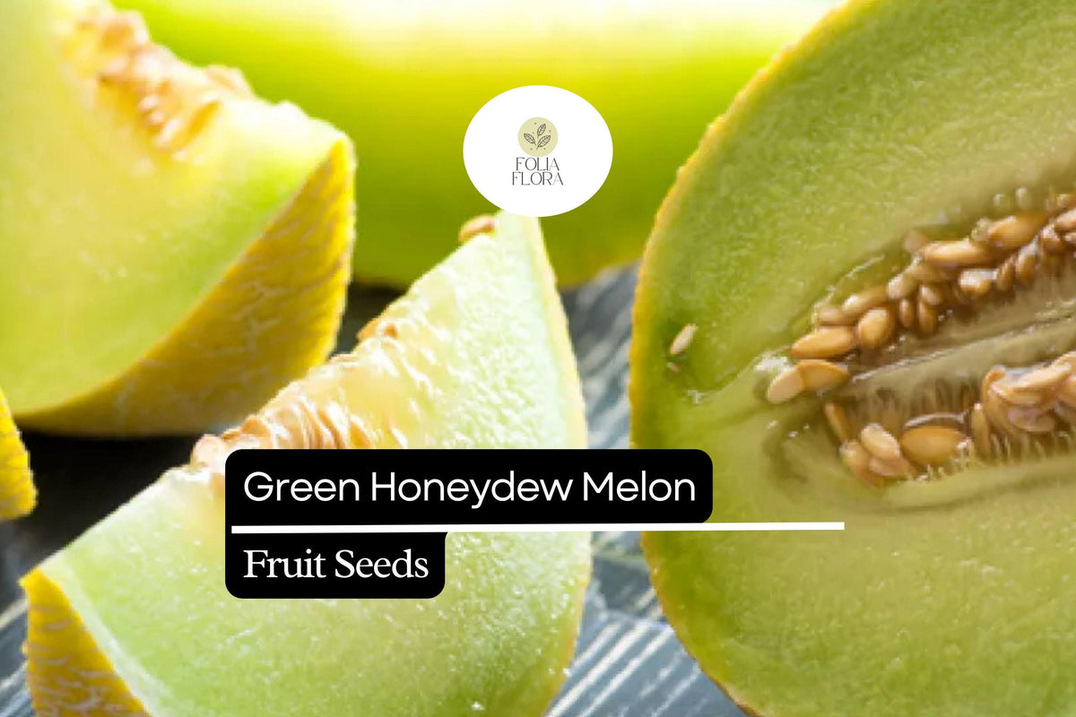 Green Honeydew Melon Seeds - Cucumis melo, Sweet Juicy Heirloom Fruit for Summer Desserts & Fruit Salads
