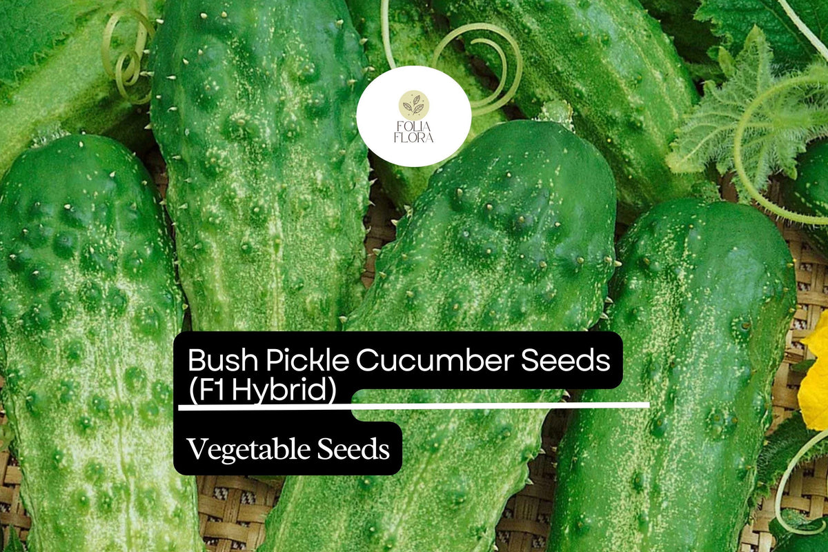 Bush Pickle Cucumber Seeds, Compact F1 Hybrid, High-Yield, Disease-Resistant, for Gardens & Containers, Cucumis sativus