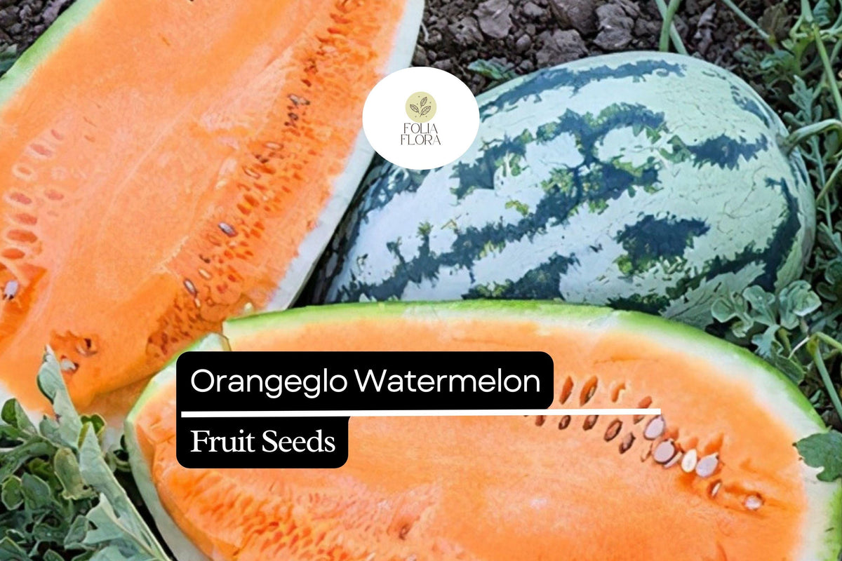 Orangeglo Watermelon Seeds | Citrullus lanatus | Sweet Orange Flesh, Green-Striped Rind, Heirloom Fruit Seeds