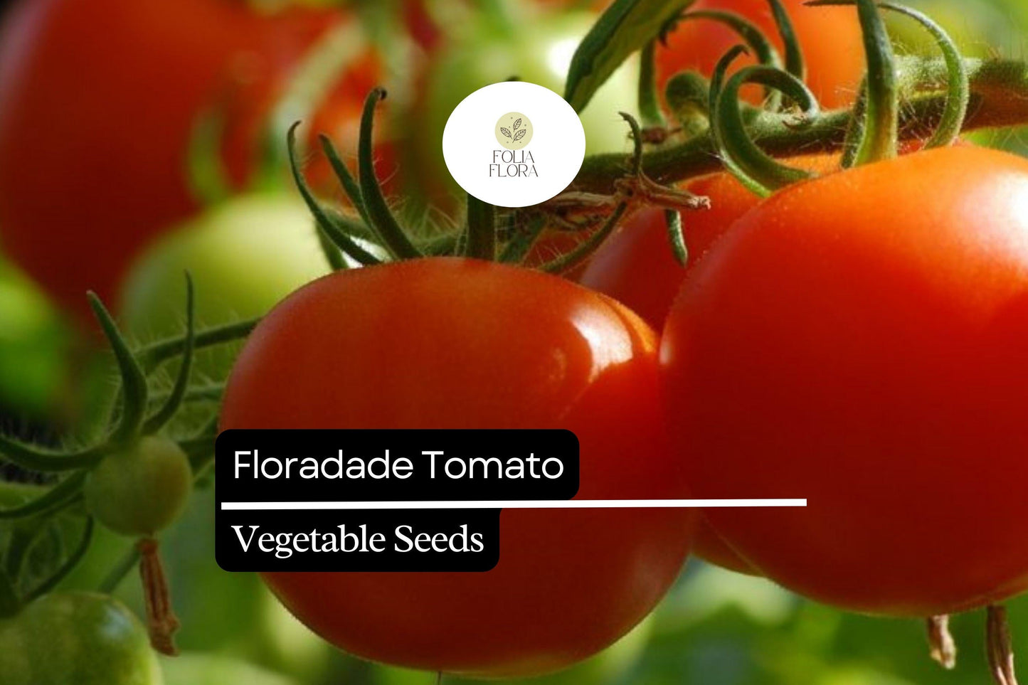 50 Seeds Floradade Tomato Seeds – Heat-Tolerant, High-Yielding, Crack-Resistant, Red Solanum lycopersicum for Canning & Fresh Use