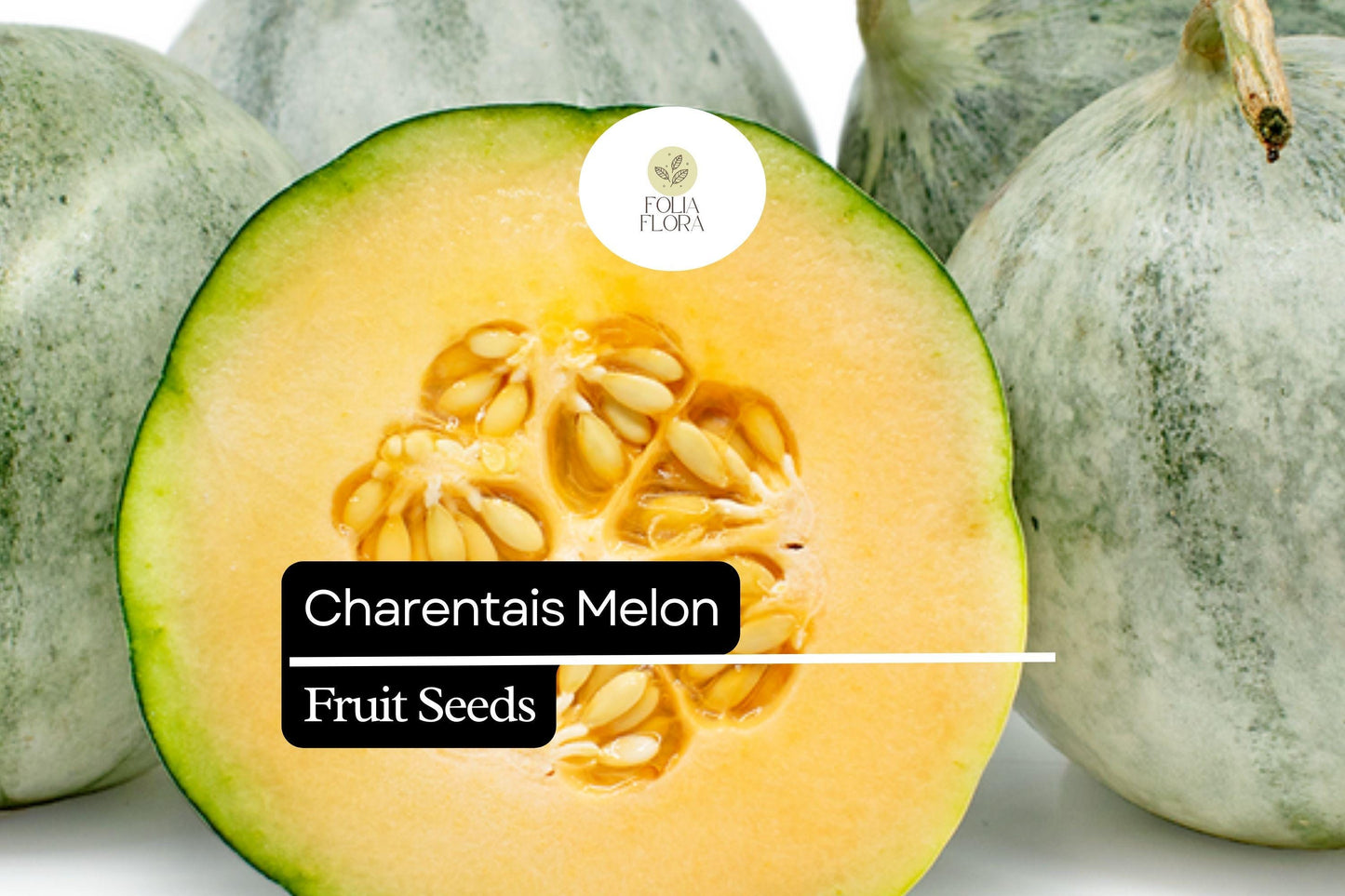 Charentais Melon Seeds – French Heirloom Cucumis melo with Sweet, Fragrant Orange Flesh for Home Garden and Gourmet Cooking
