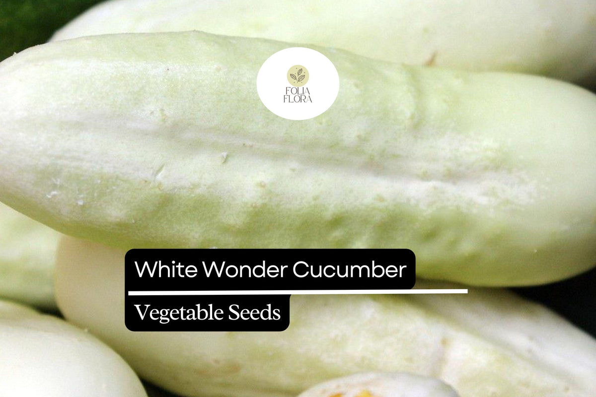 White Wonder Cucumber Seeds – Heirloom, Creamy White Skin, Crisp Texture, Sweet Flavor, Heat-Tolerant, 50 Seeds Cucumis sativus