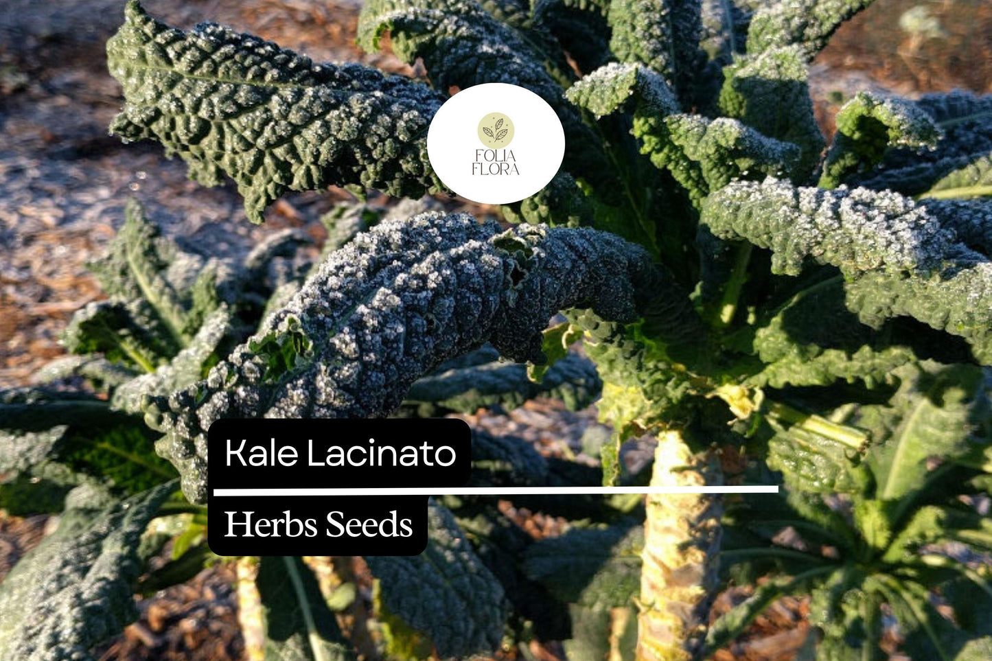 Lacinato Kale Seeds | Dinosaur Kale, Heirloom Non-GMO | Brassica oleracea, Dark Green, Nutrient-Dense