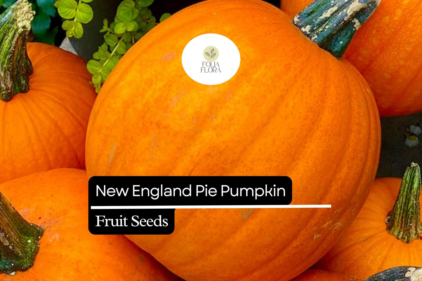 15 Seeds New England Pie Pumpkin Cucurbita pepo for Baking, Fall Harvest, Pies, and Halloween Decor