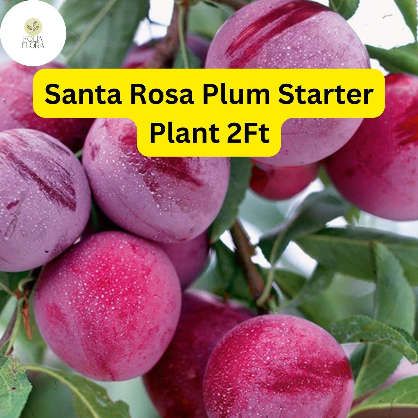 Santa Rosa Plum Tree – 2ft Live Fruit Tree, Prunus salicina, Edible, Self-Pollinating, Juicy Plums for Backyard Garden