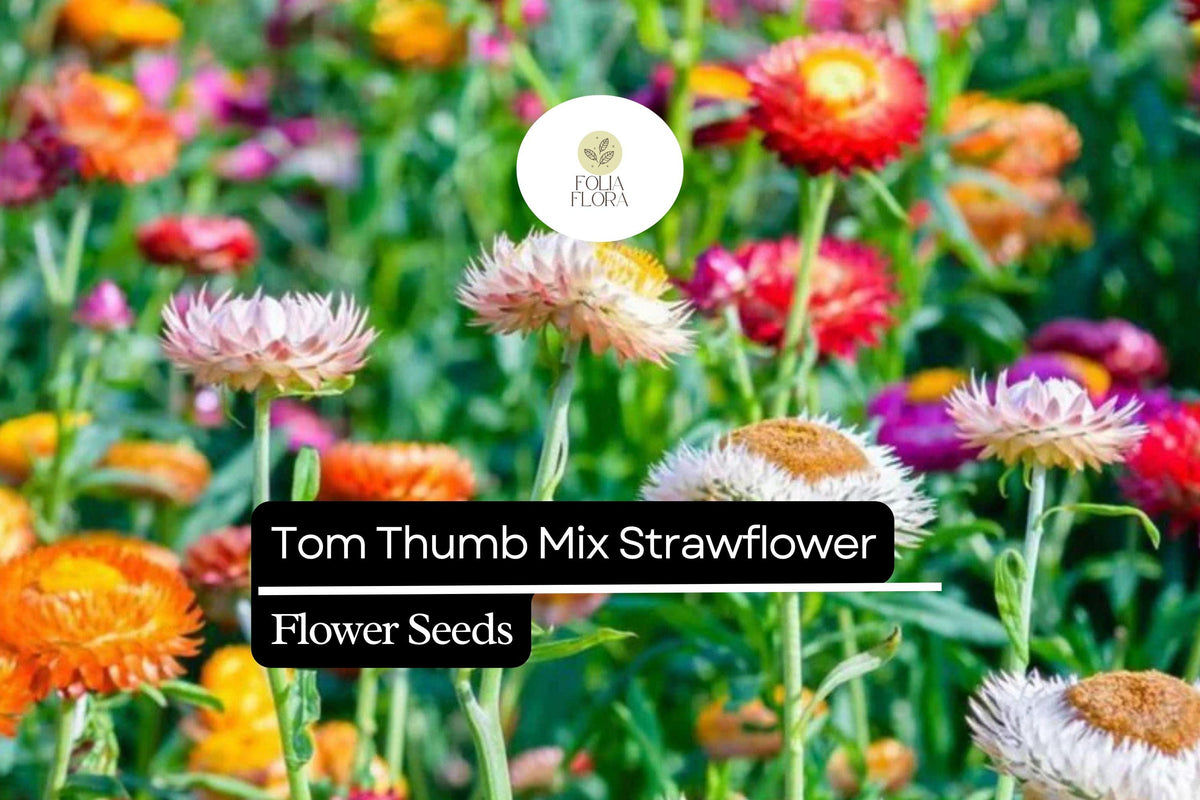 150 Seeds Tom Thumb Mix Strawflower (Helichrysum bracteatum) Dwarf Variety for Drying & Floral Arrangements