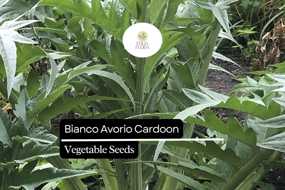 20 Seeds Bianco Avorio Cardoon Cynara cardunculus Edible Ornamental Perennial