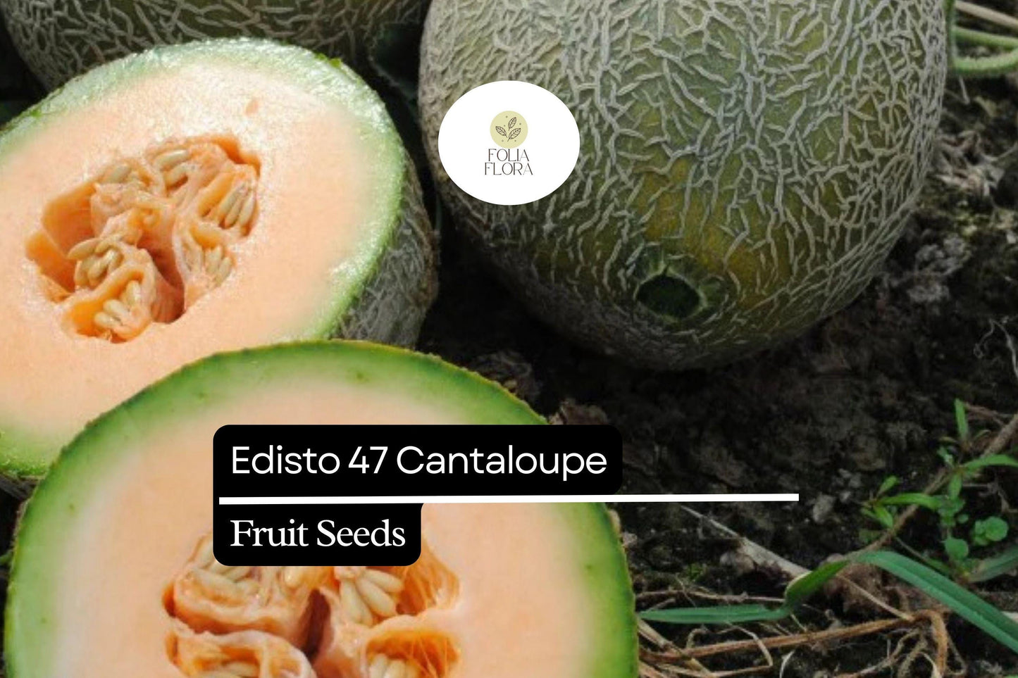 20 Seeds Edisto 47 Cantaloupe Heirloom Melon Seeds – Sweet, Heat-Tolerant Cucumis melo for Full Sun Gardens