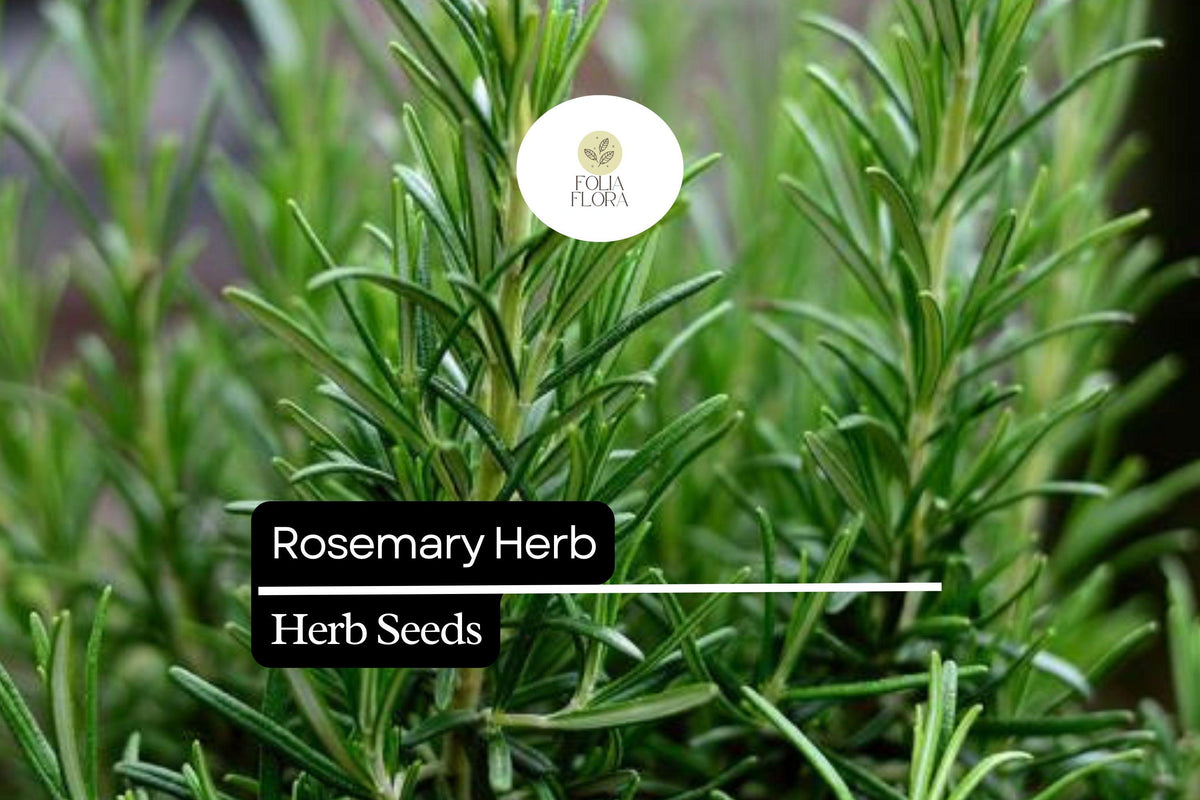 100 Seeds Rosemary Herb Seeds, Salvia rosmarinus, Aromatic Culinary & Ornamental Plant, Evergreen Perennial, Blue Flowers