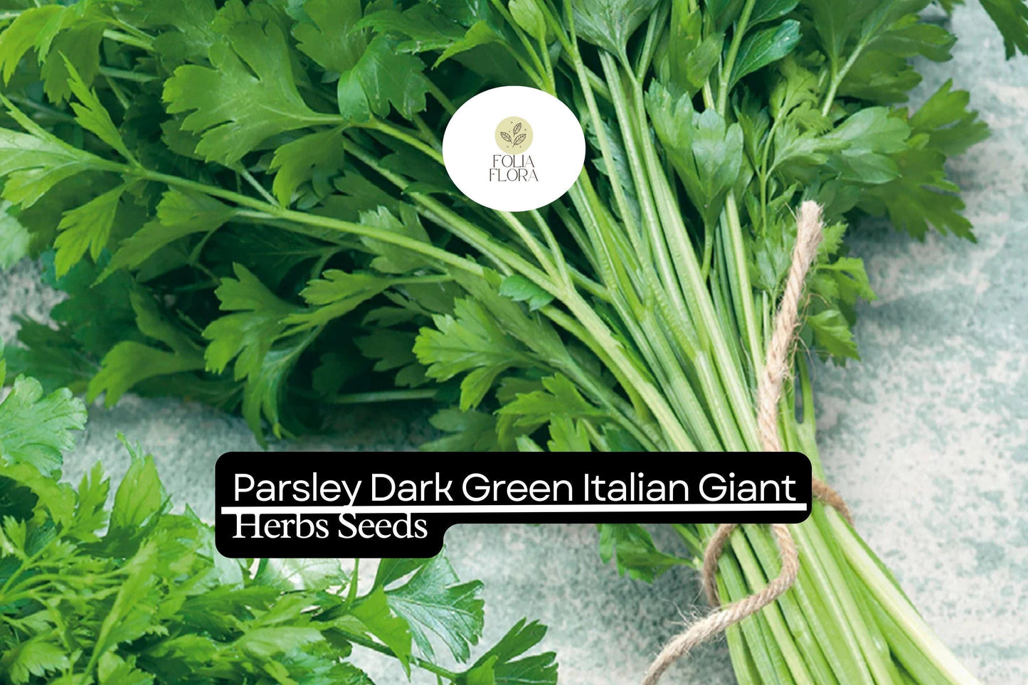 2000 Seeds Dark Green Italian Giant Parsley Herb Seeds | Petroselinum crispum neapolitanum | Non-GMO, Heirloom, Culinary Herb