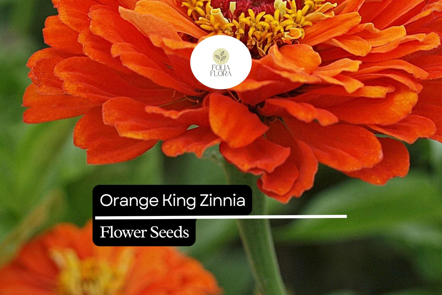 Orange King Zinnia Seeds – Vibrant Orange Blooms, 2 Feet Tall, Pollinator-Friendly, Cut Flower, Zinnia elegans