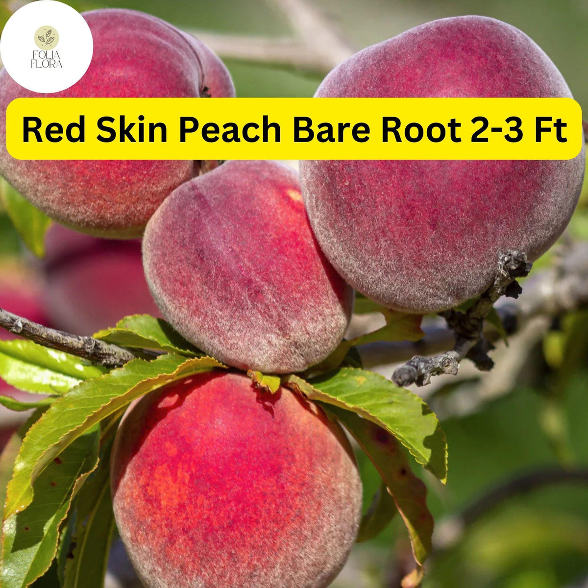Red Skin Peach Tree - 2-3 Ft Live Fruit Tree for Home Garden, Juicy Peaches, Edible, Ornamental, Prunus persica