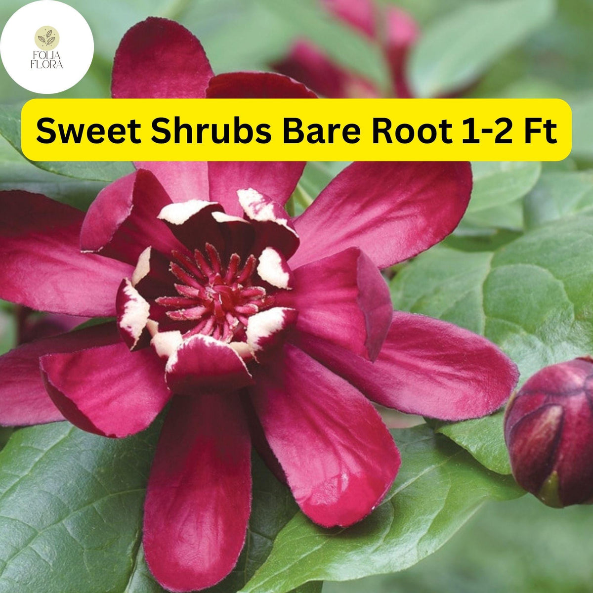 Bare Root Sweet Shrub (Calycanthus floridus) - Fragrant Flowering Shrubs, 1-2 ft, Pollinator Attracting Garden Plants