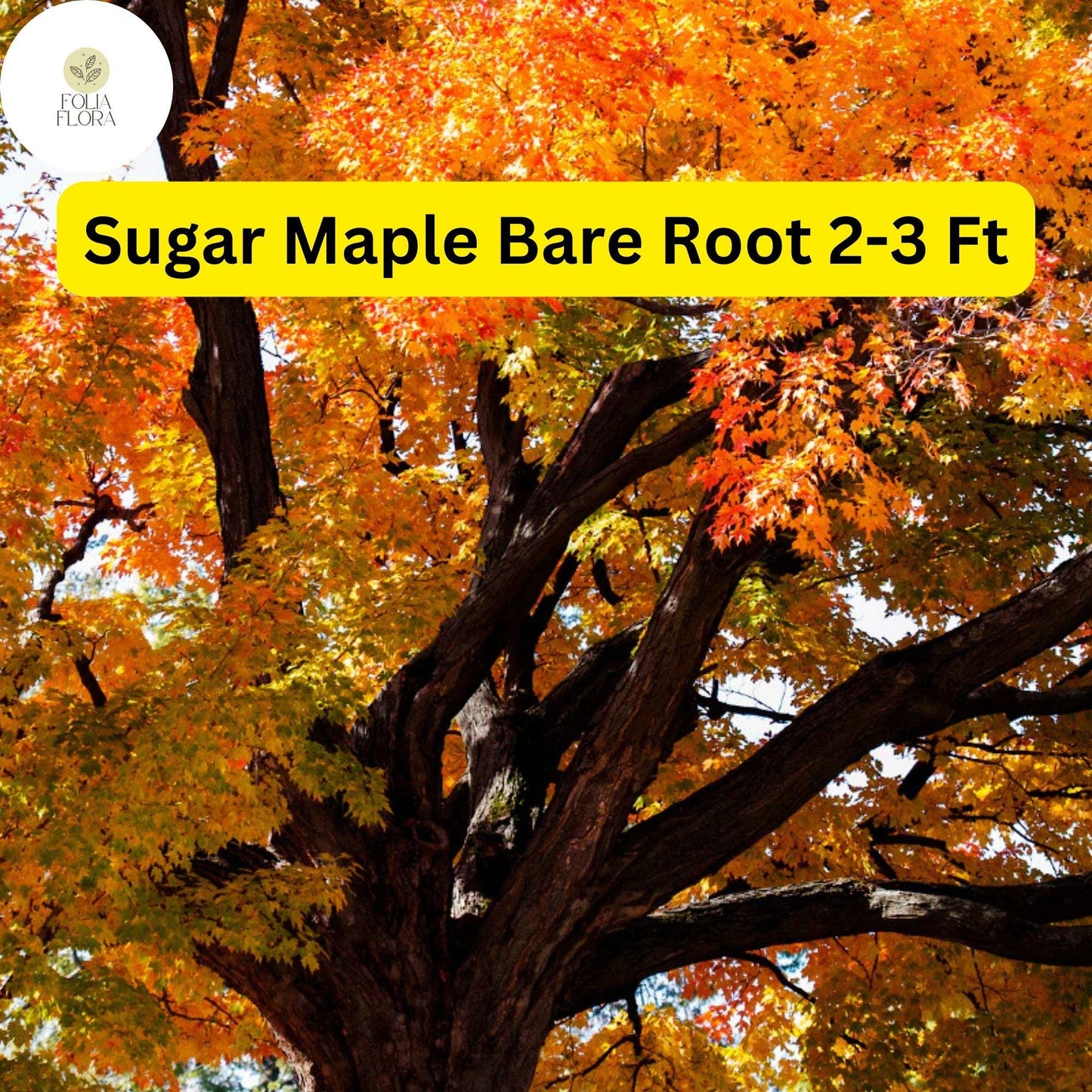 Live Sugar Maple Bare Root Tree - 2-3 Ft Tall Acer saccharum with Vibrant Fall Foliage
