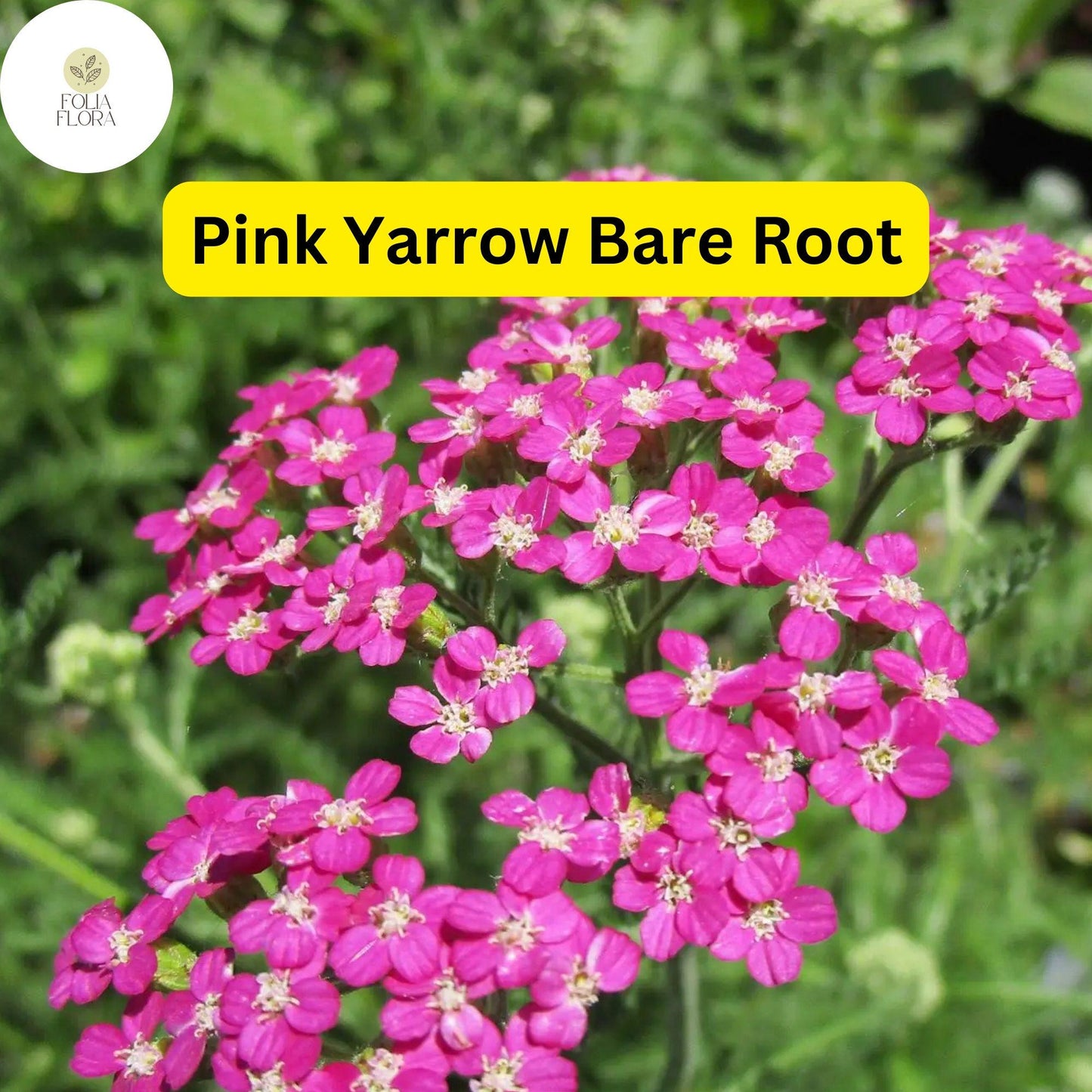 Pink Yarrow Perennial Bare Root Plant – Achillea millefolium for Borders, Pollinators, Drought Tolerant