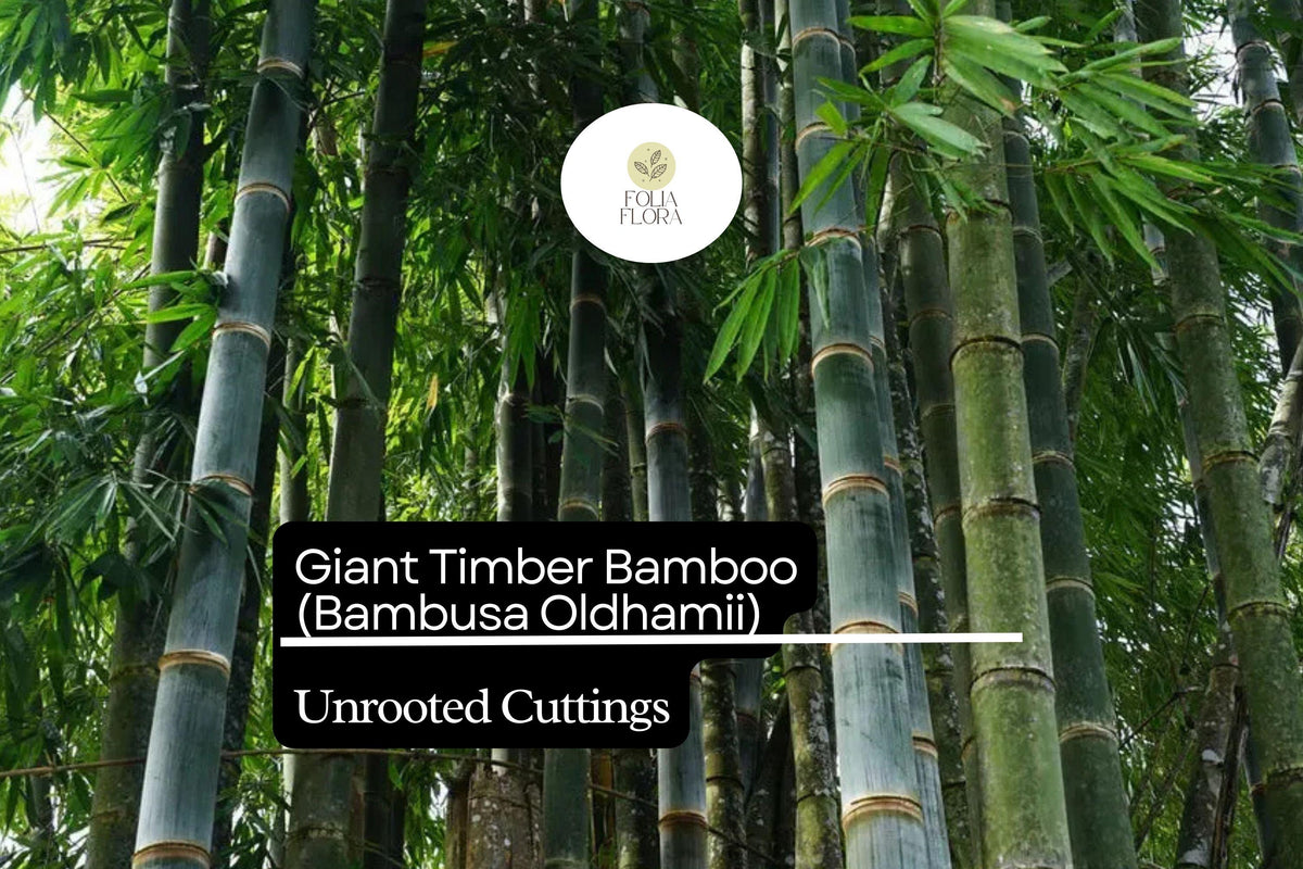 Giant Timber Bamboo Cuttings | Clumping, Fast-Growing Privacy Screen | Bambusa oldhamii Live Plant