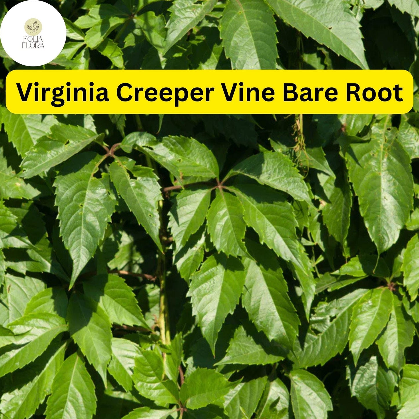 Virginia Creeper Vines Bare Root Climbing Plants, Parthenocissus quinquefolia, Fast-Growing Green Foliage, Fences & Walls