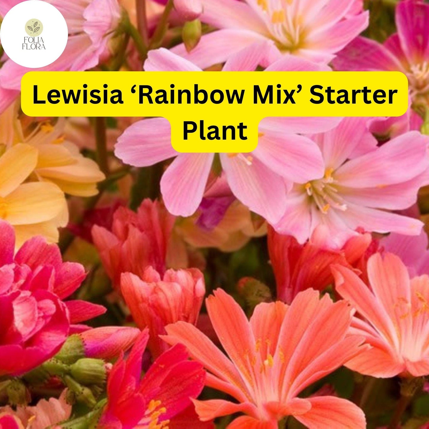 Live Starter Plant Lewisia ‘Rainbow Mix’ Hardy Succulent with Colorful Blooms for Rock Gardens & Containers