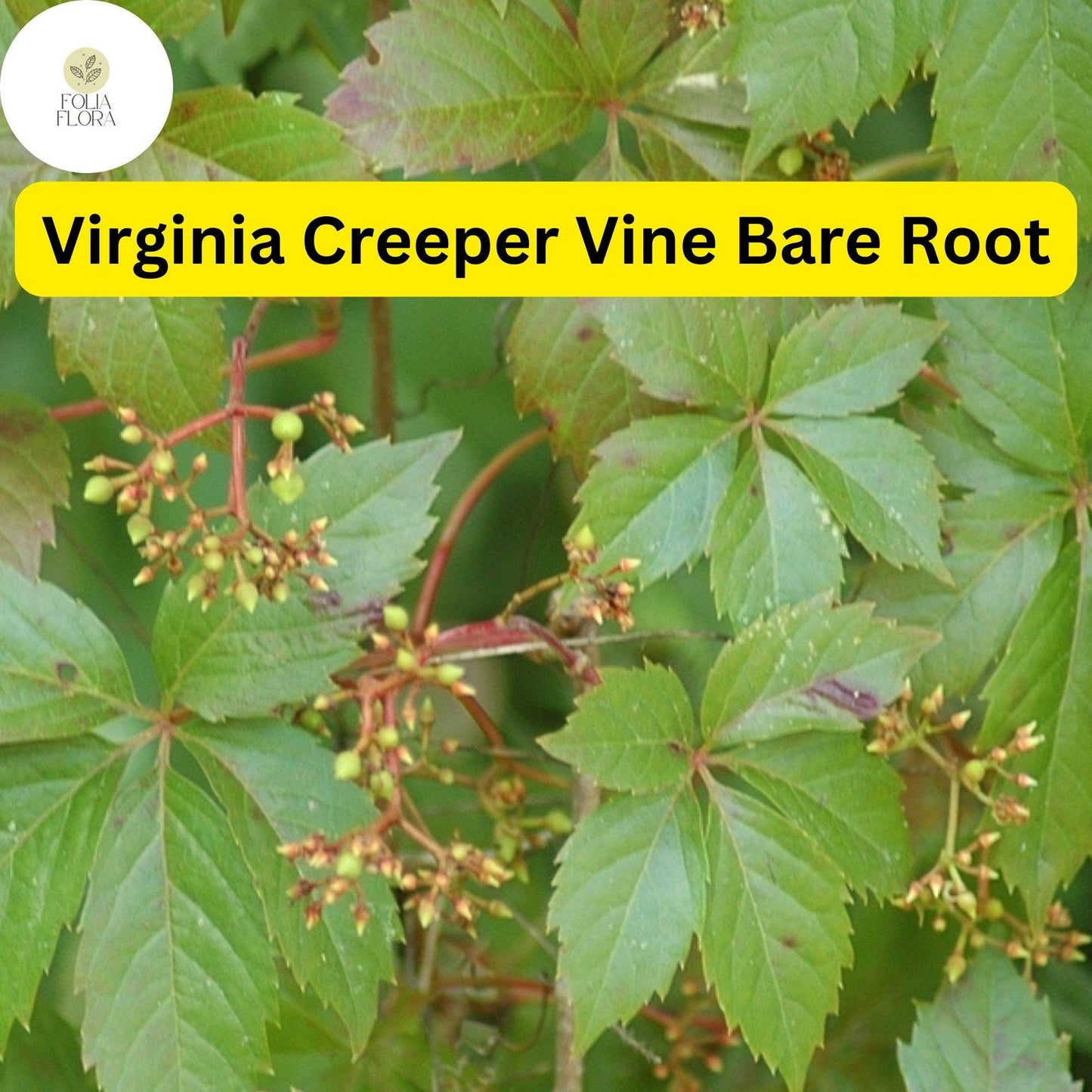 Virginia Creeper Vines 5-Pack, Parthenocissus quinquefolia, Bare Root Climbing Plants for Fences & Walls, Fast-Growing Green & Red Foliage