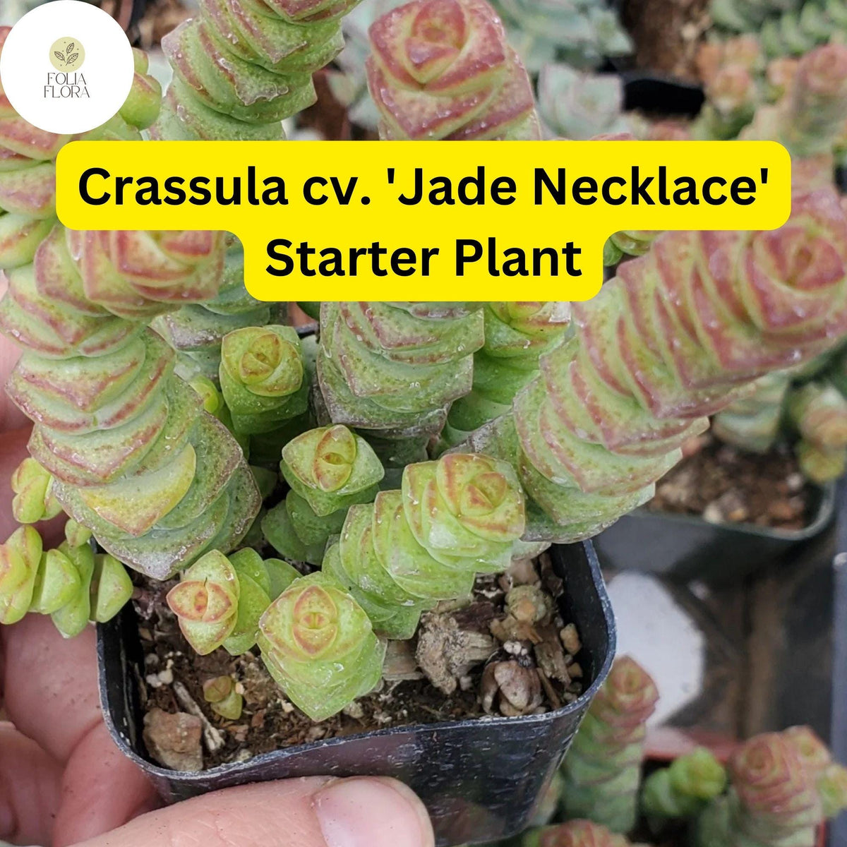 Rare Jade Necklace Succulent Plant in 2" Pot, Crassula cv. 'Jade Necklace', Easy Care Indoor Succulent