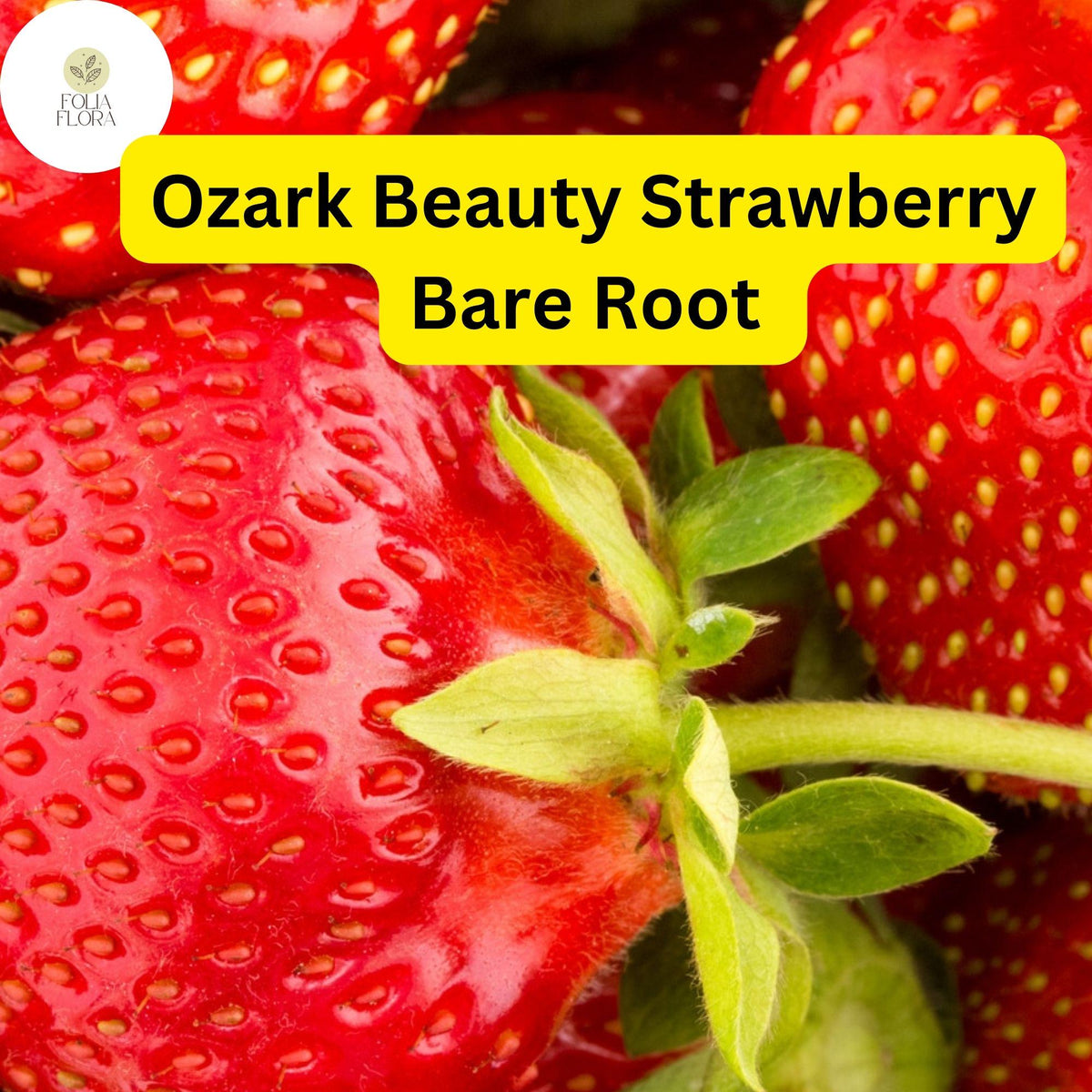 Ozark Beauty Strawberry Plants Everbearing Bare Root 12 Pack, Zones 4-9, Sweet Juicy Berries