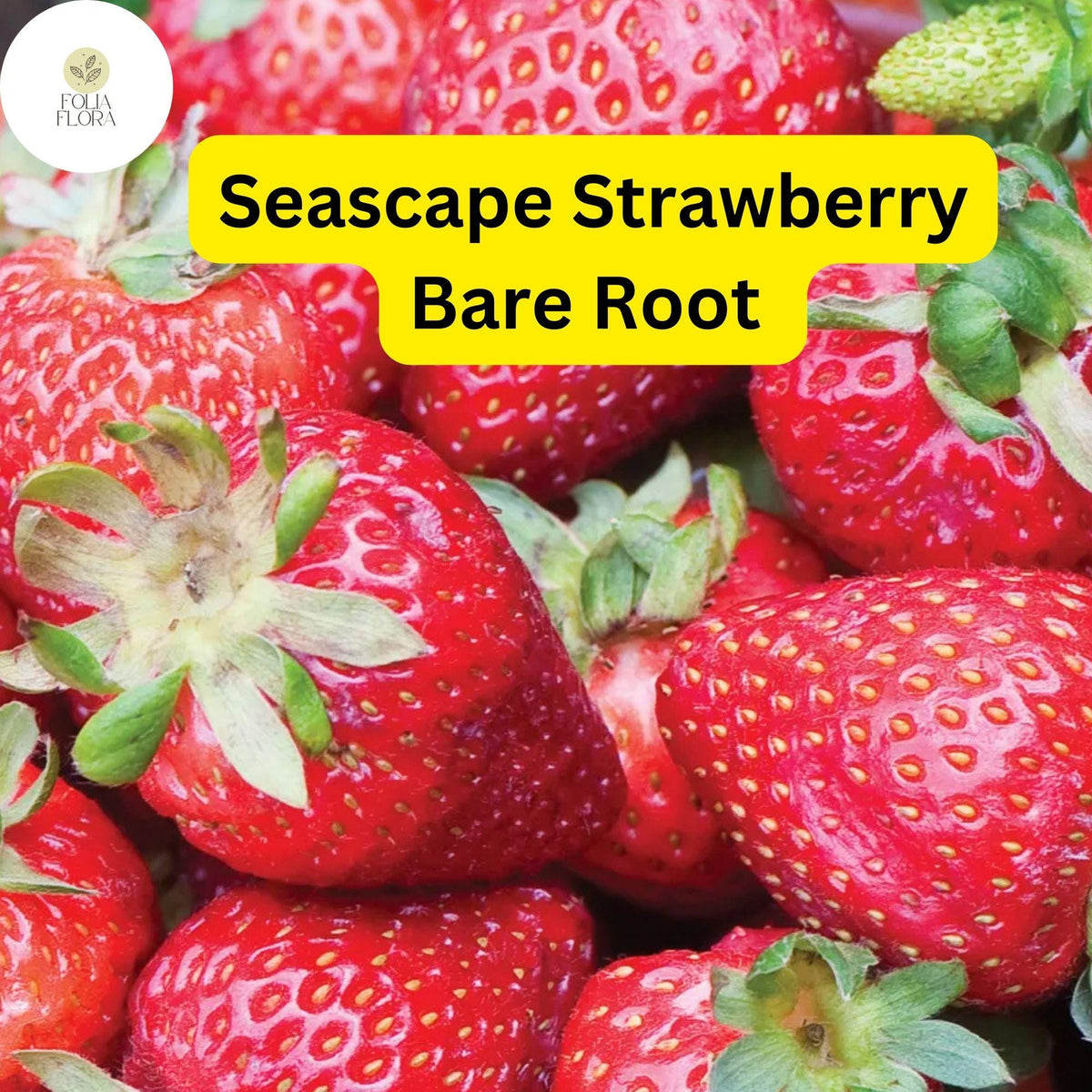 Seascape Ever Bearing Strawberry Plants Bare Root | High-Yield Fragaria × ananassa for Garden, Container, or Hanging Baskets
