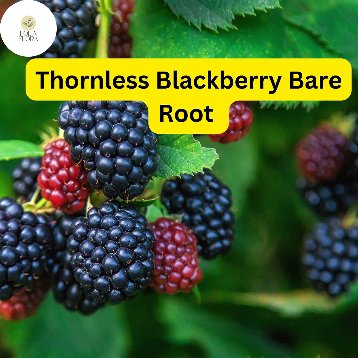 Triple Crown Thornless Blackberry Plants Bare Root – High Yield, Fruit-Bearing, Disease-Resistant Rubus fruticosus