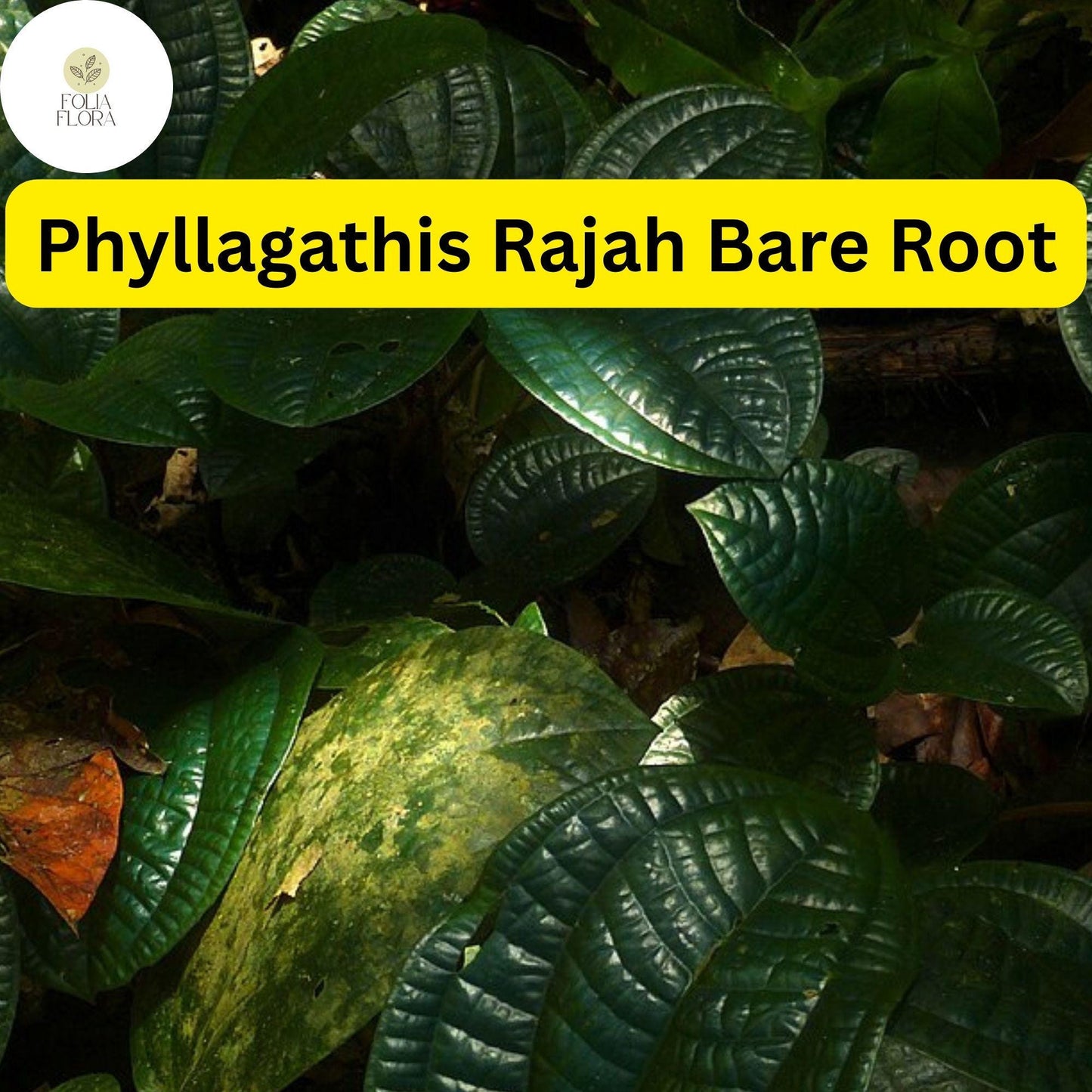 Live Phyllagathis rajah Bare Root Plant for Terrariums, Exotic Tropical Foliage, Indoor Garden, Rare Houseplant