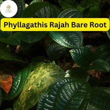 Live Phyllagathis rajah Bare Root Plant for Terrariums, Exotic Tropical Foliage, Indoor Garden, Rare Houseplant