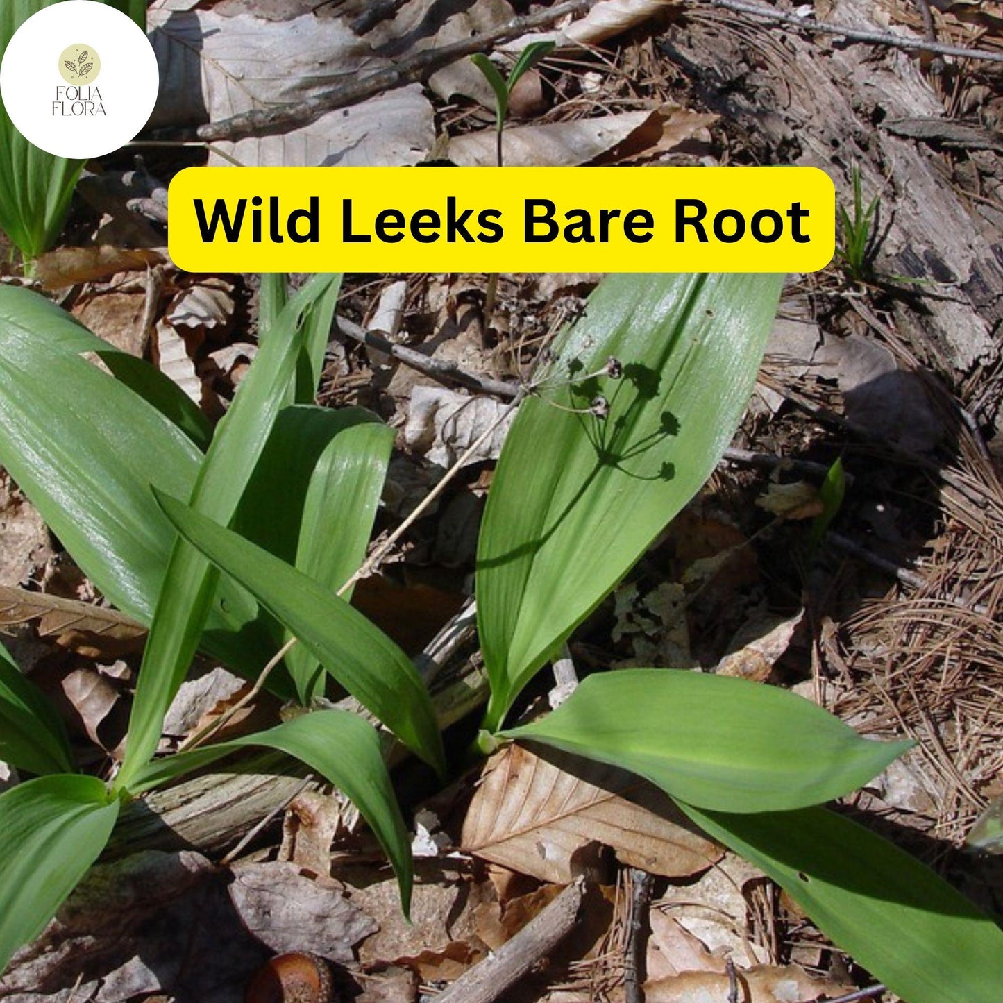 Organic Ramps Wild Leeks Bulbs | Allium tricoccum | Edible Wild Leek for Planting, Forest Garden, Gourmet Cooking