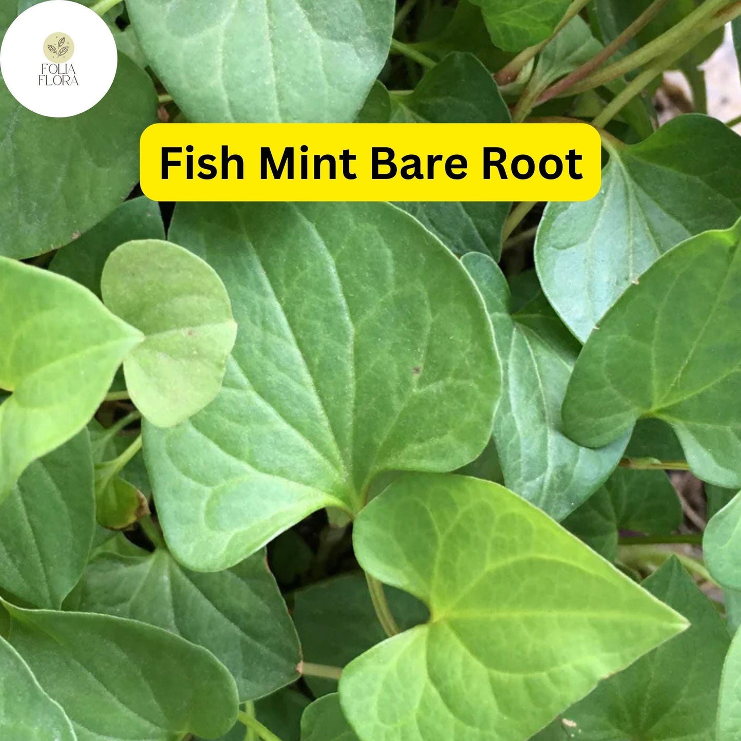 20 Live Bare Root Fish Mint Plants Houttuynia cordata Perennial Ground Cover Herb