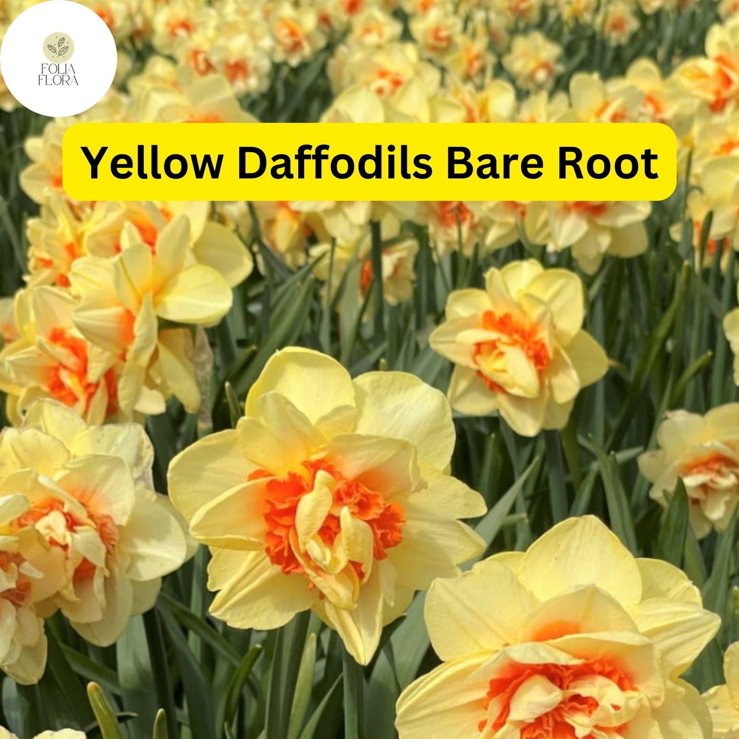 Live Perennial Bare Root Yellow Daffodils Narcissus Bulbs for Spring Gardens, Bright Trumpet Flowers