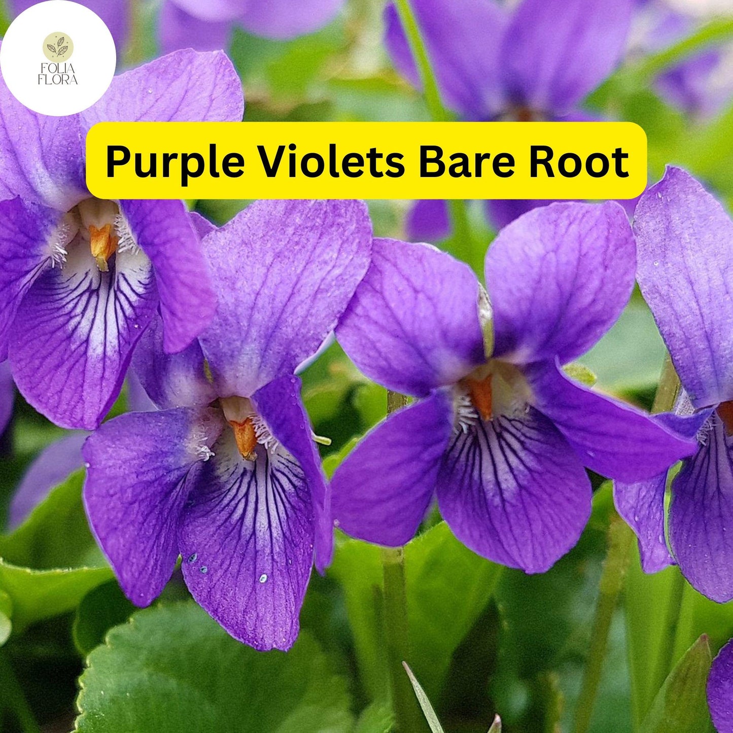 Purple Violet Live Starter Plants, Bare Root, Fragrant Viola odorata, Perennial Ground Cover for Shade Gardens