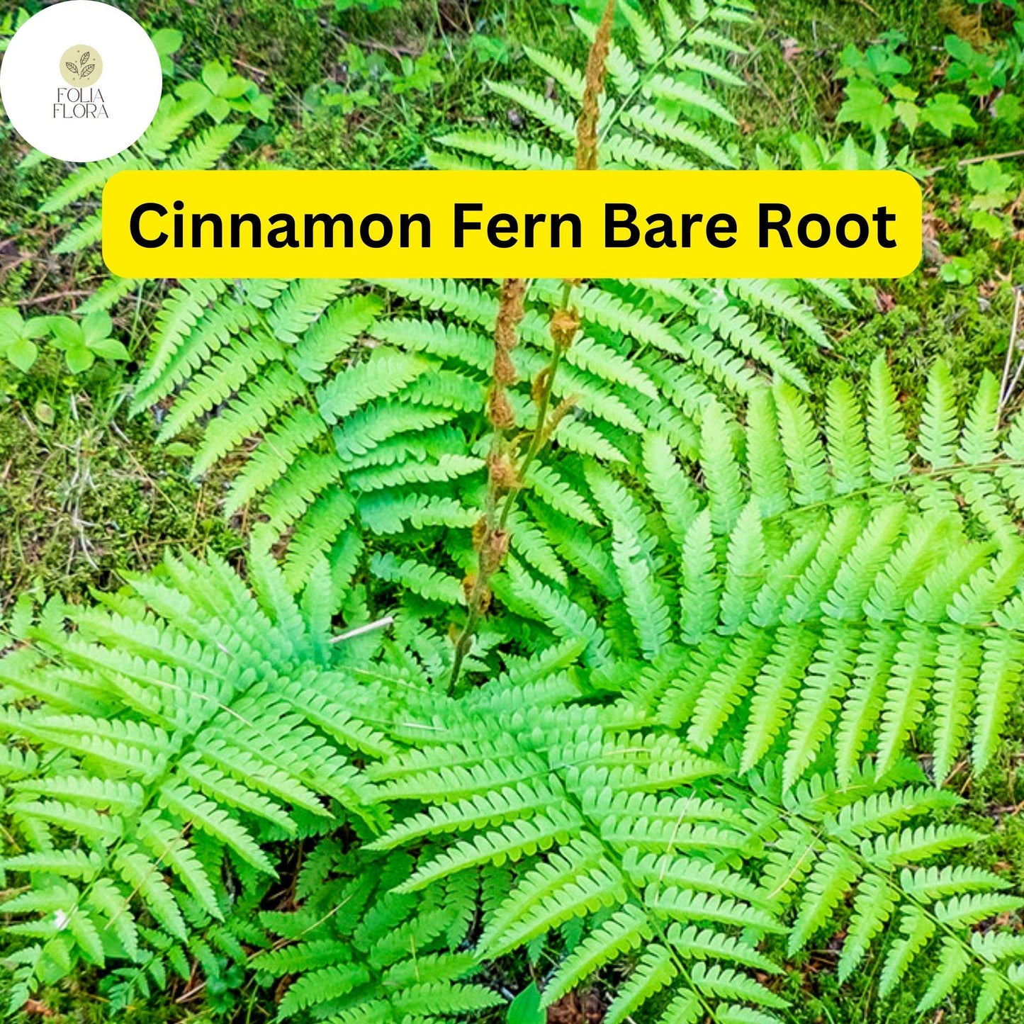 Bare Root Cinnamon Fern Plants, Hardy Perennial, Shade Garden, Osmunda cinnamomea, Moist Soil, Native Ferns, Low-Maintenance