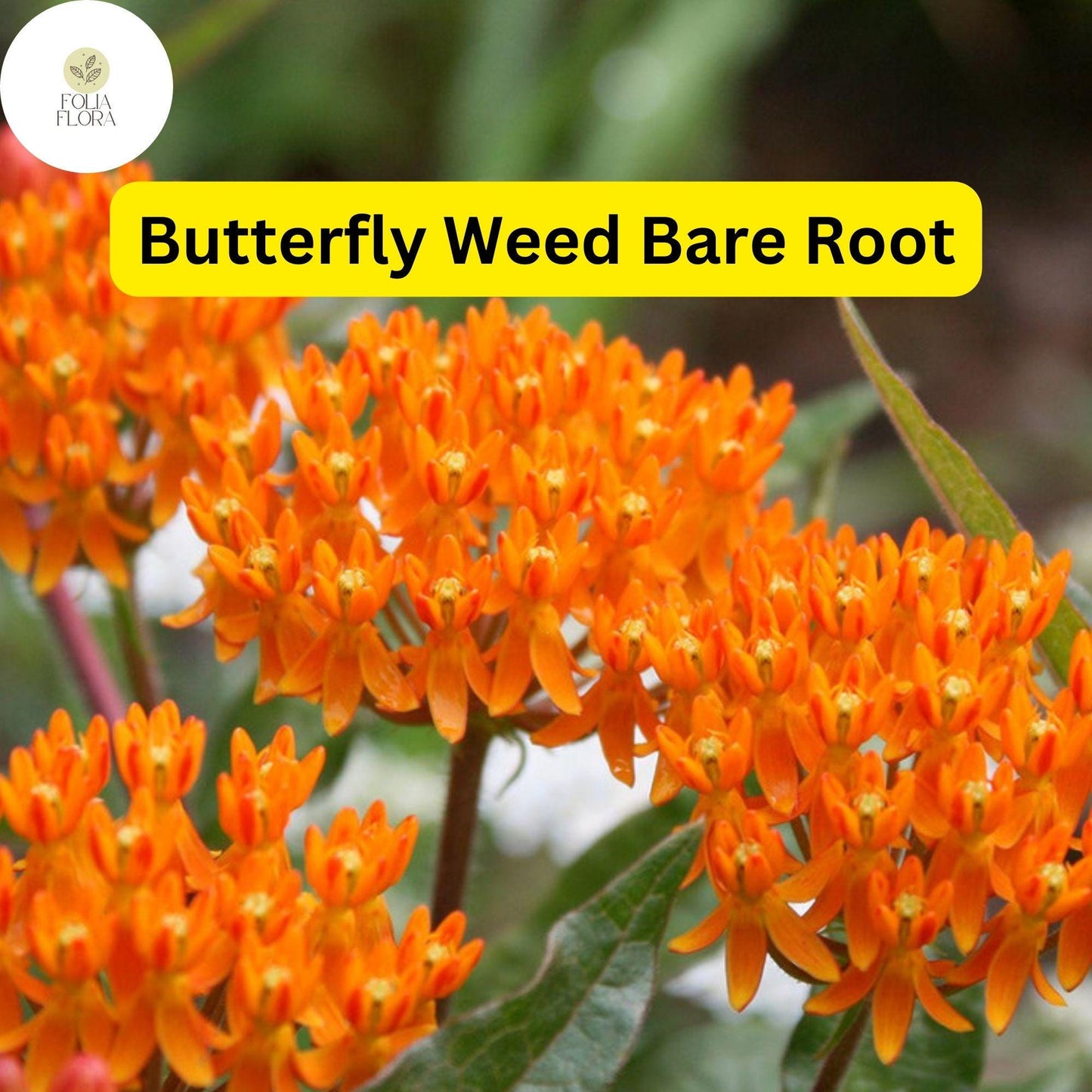 Butterfly Weed Plants, 3 Bare Root Asclepias tuberosa, Monarch Butterfly Attracting, Perennial Flowering Plants
